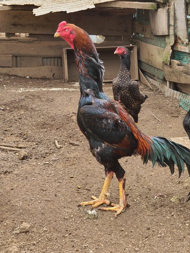 赤笹大軍鶏の有精卵６個