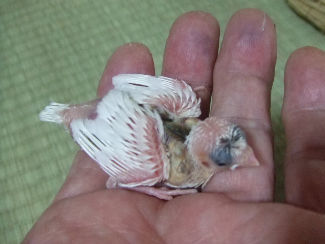 ‰Âˆ¤‚¢‚¡Žèæ‚èž“V\Žo–…ƒqƒi