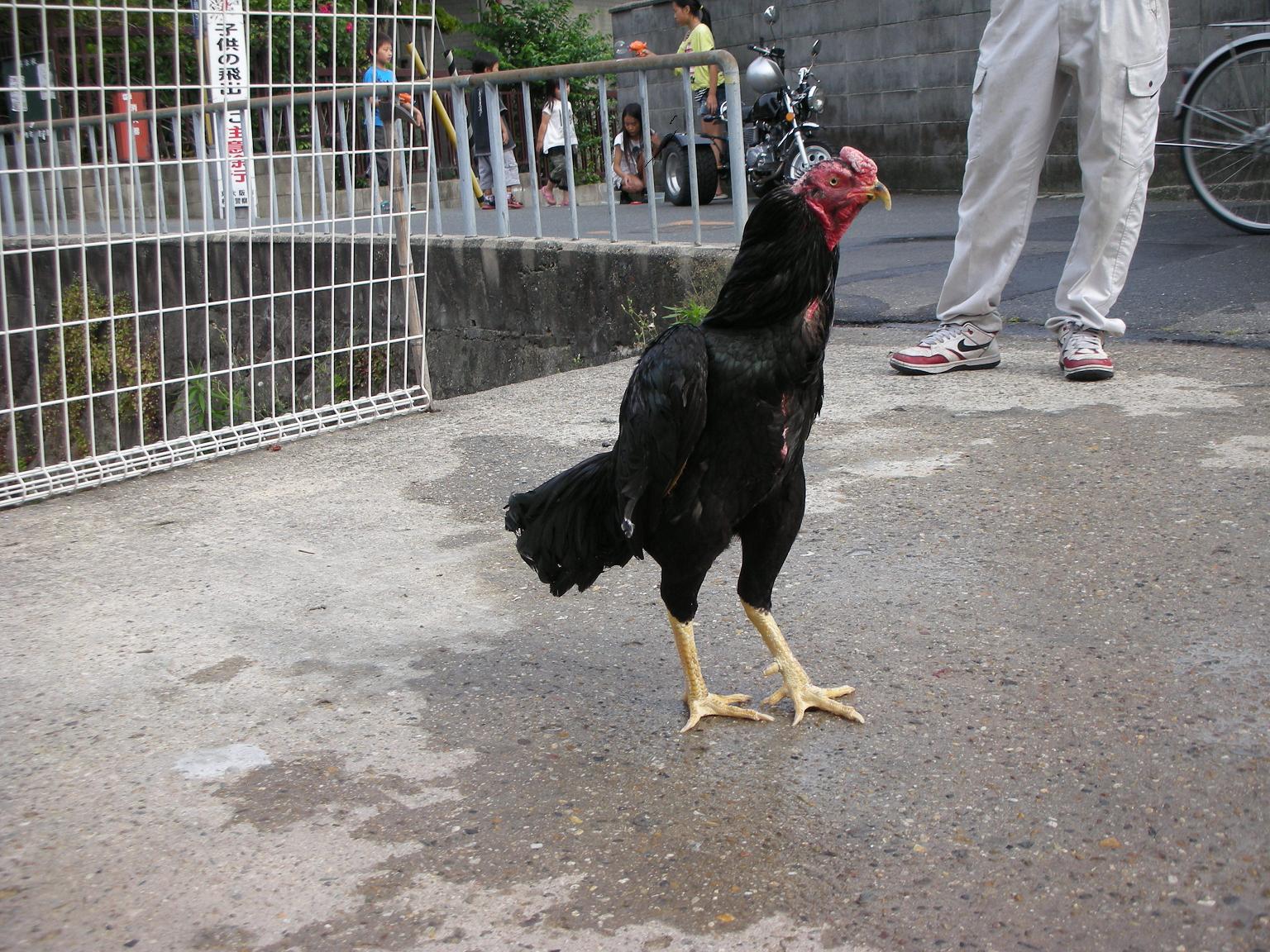 鳥ネットオークション - 血統優秀 軍鶏 下鶏