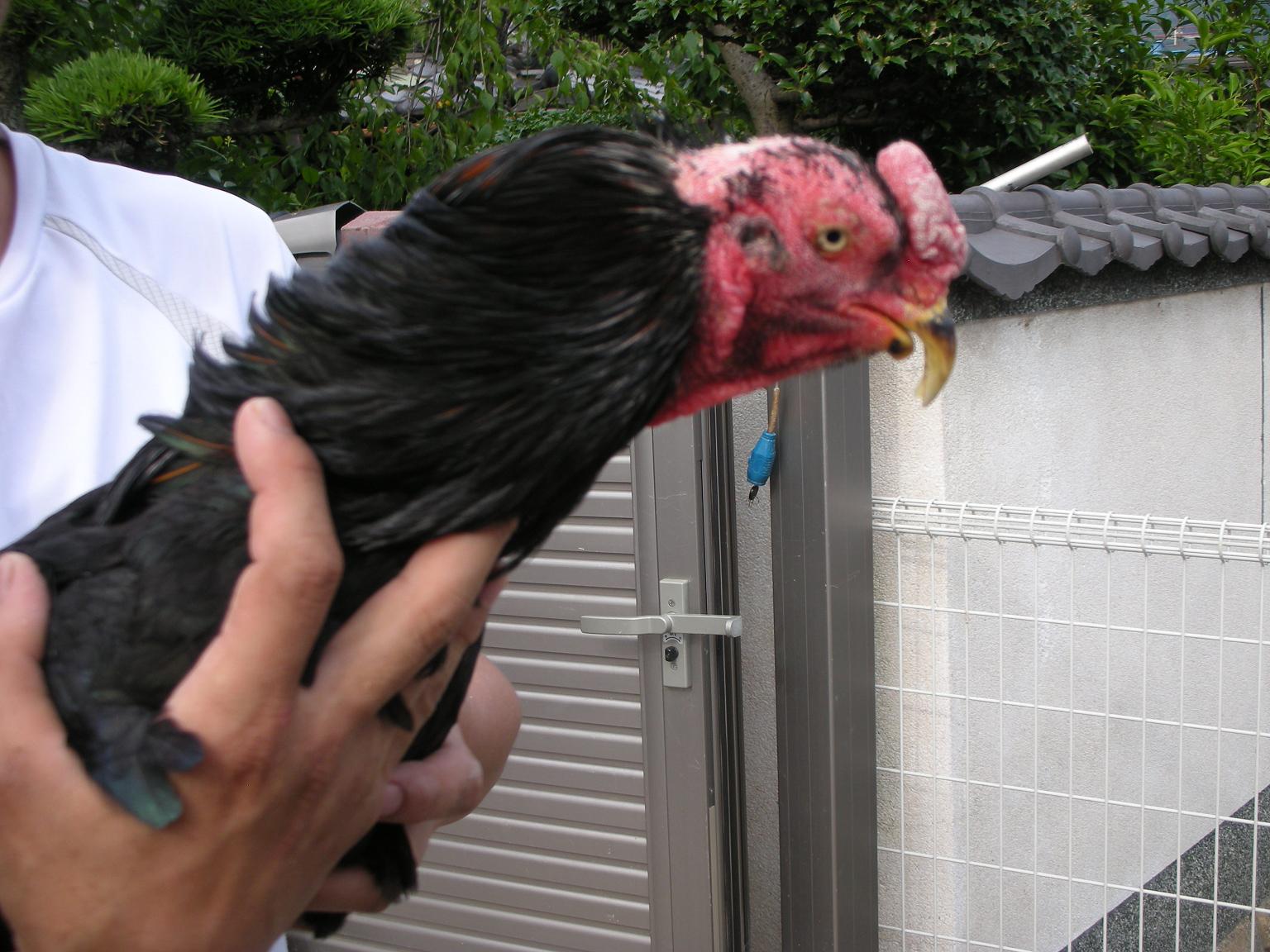 飼育鶏の紹介