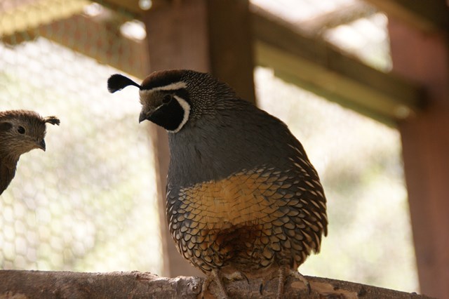 鳥ネットオークション - カンムリウズラ 種卵 8個 + 2個おまけ