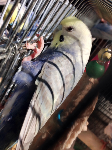 hiro　　アネモネ、信長、インコ セキセイインコ、生後1513/1024/837/820/503/442日 | 25歳で