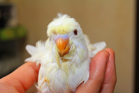 鳥ネットオークション - 羽衣セキセイインコ 中雛