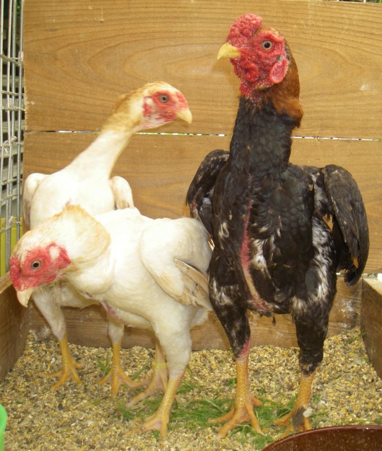 赤い鳥模様の朱肉入れ fa36a5ad-4339-41a0-be73-