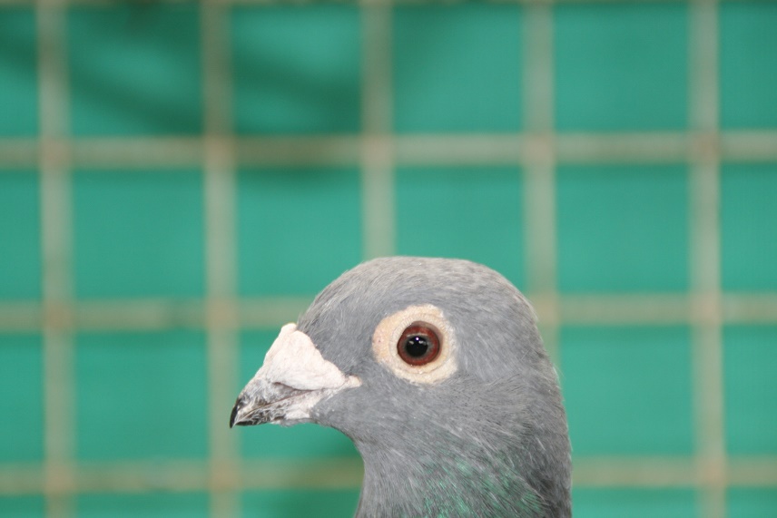 鳥ネットオークション - 在来ドイツ系のオス 在来ドイツ Gの配合