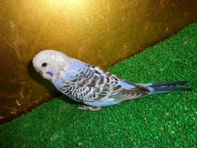 ^ZLZCIp[Rogp@