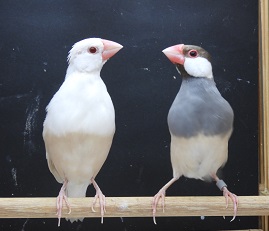 アゲート文鳥Xクリームメス