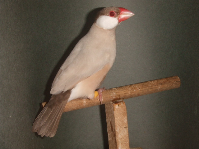 新鳥 シナモンぶんちょう オス
