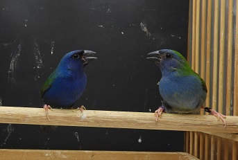 チモールセイコウ鳥若ペアー