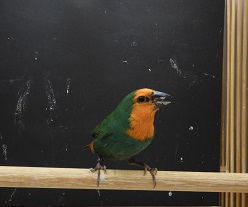 日の丸鳥シーグリーンオス
