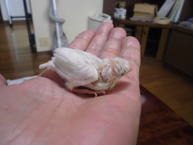 手乗り白十姉妹梵天1