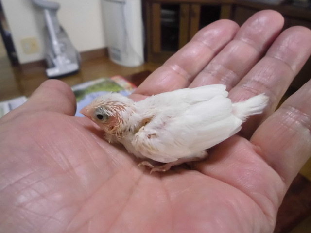 手乗り白十姉妹