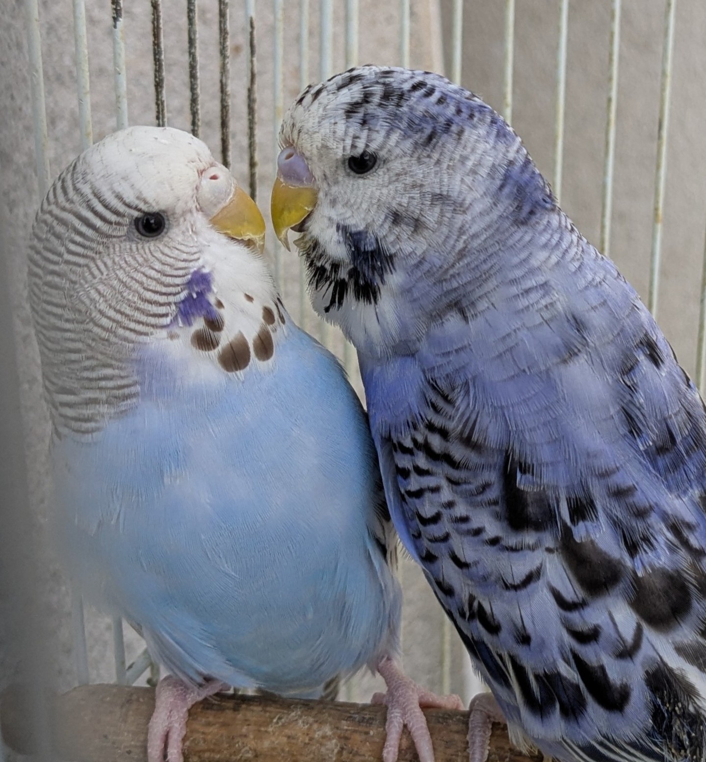 鳥ネットオークション - 新着商品