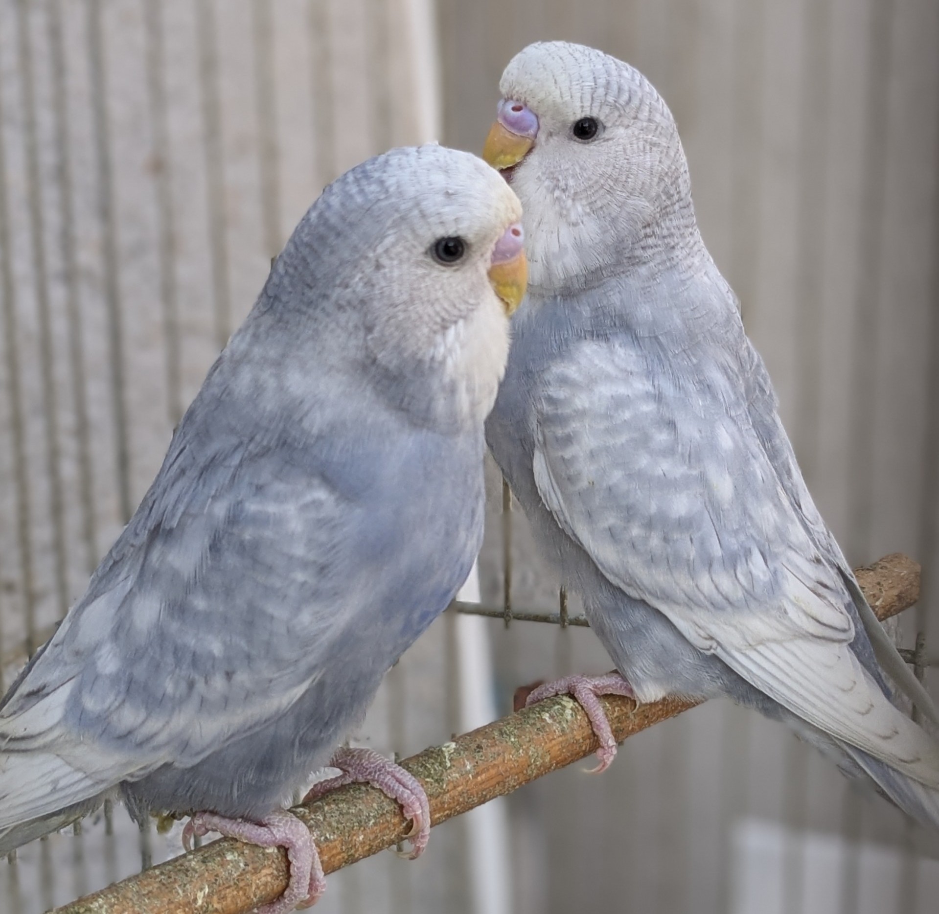 hiro　　アネモネ、信長、インコ hiro様専用 アネモネ、信長、インコ - メルカリ
