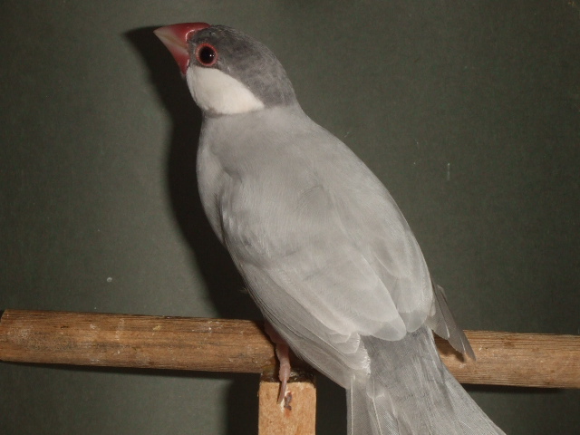 新鳥 シルバーぶんちょう オス