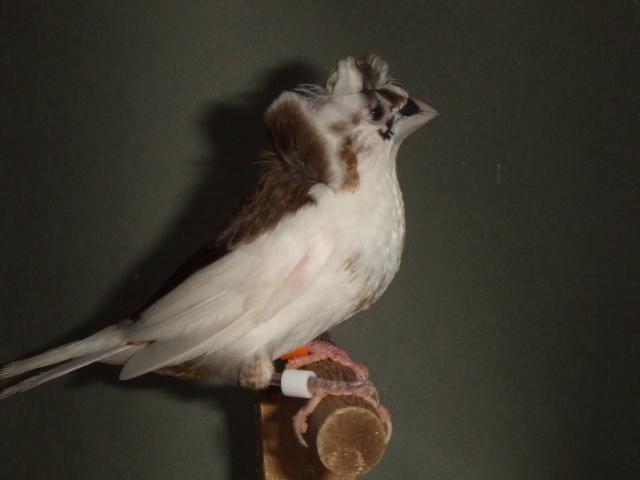 新鳥 襟立ちの良い中納言 十姉妹 オス