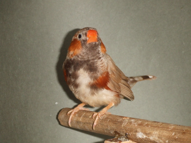 新鳥 きんかちょう ブラックブレスト 若オス