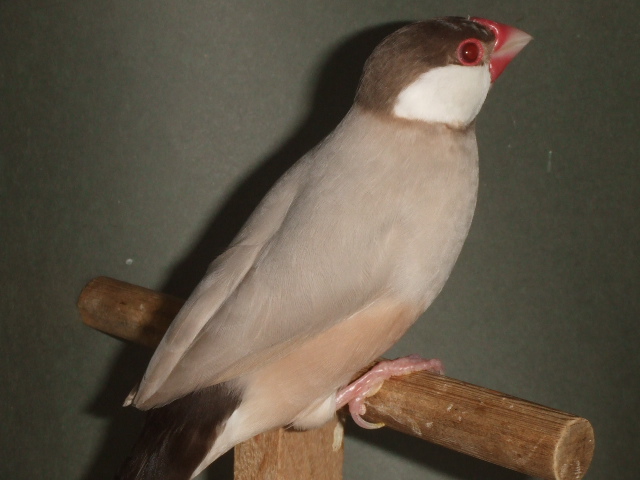 シナモン文鳥 オス