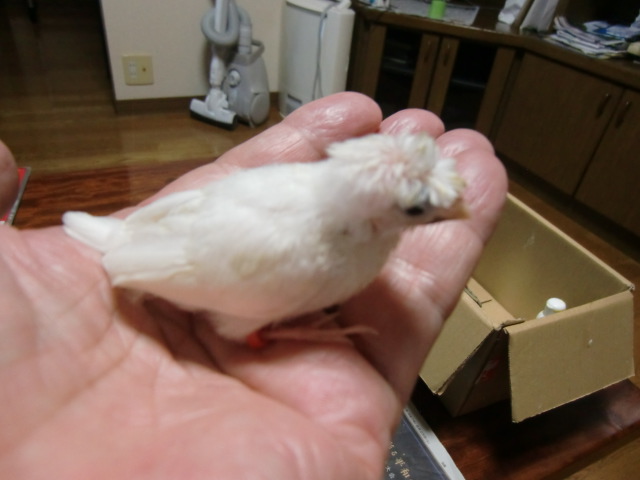 蔒\oV 2
