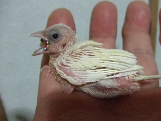 ���������蔒�R�L���`���E�@�Ђȁy��n������z