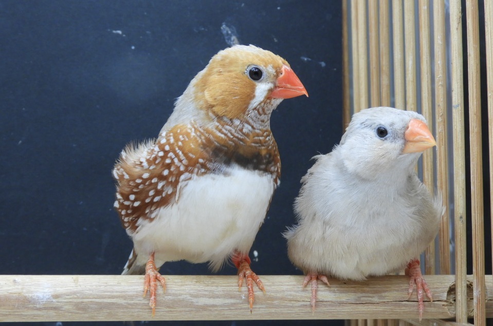 �I�����W�L���J��y�A�[