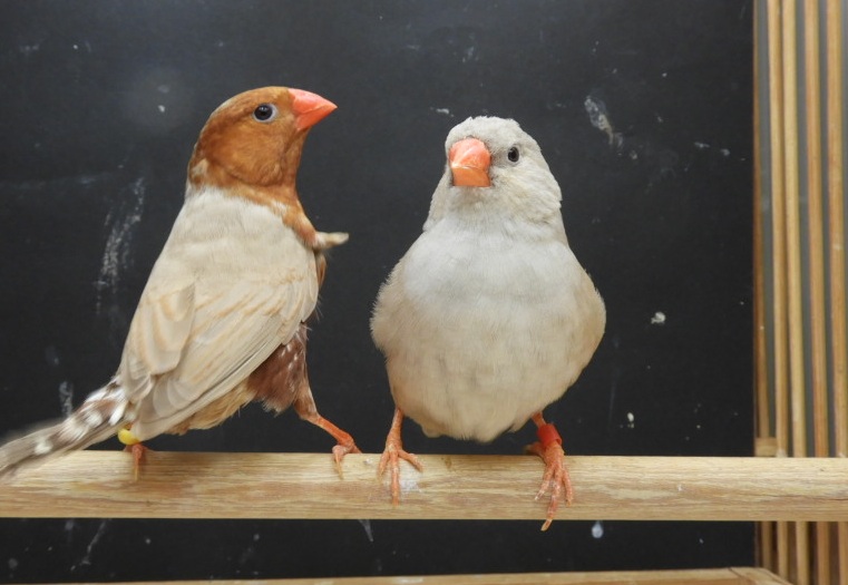 �I�[���I�����W��y�A�[