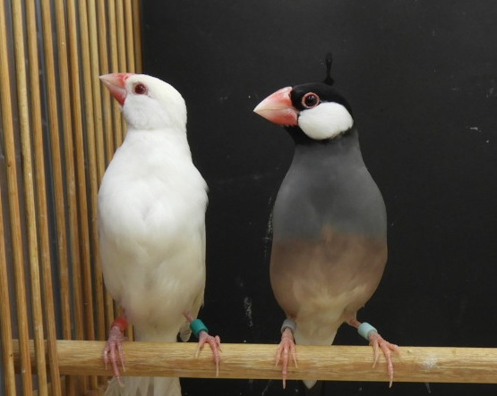 �m�[�}��X�N���[���C�m���X�m�[�}��������y�A�[