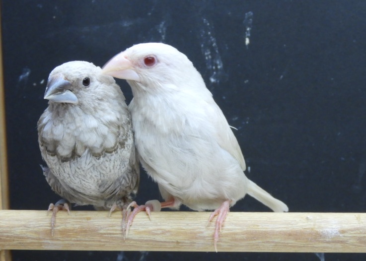 �p�[���O���CX �O���[�C�m���ʖ�����