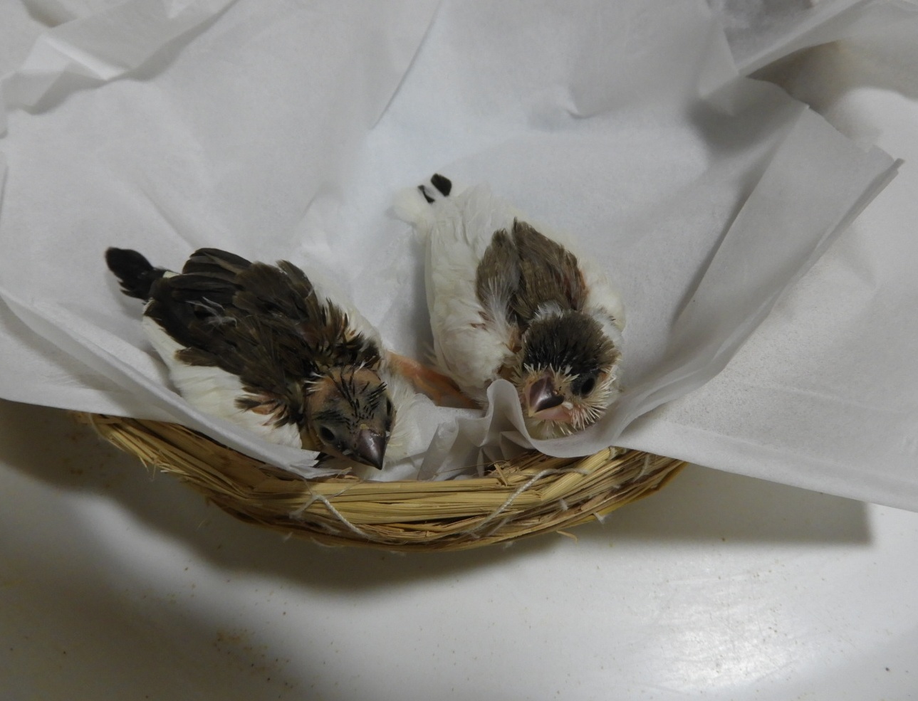 ����W���E�V�}�c2�Hno2