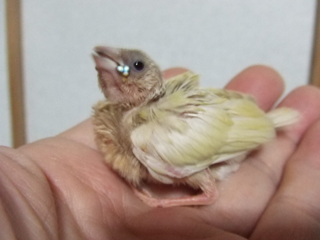 �F�ς�����R�L���`���E�@�Ђȁ@�y��n������z