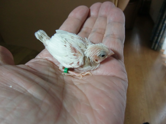 ���蔒�\�o���P