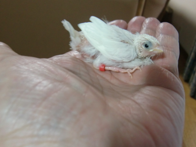 ���蔒�\�o��2