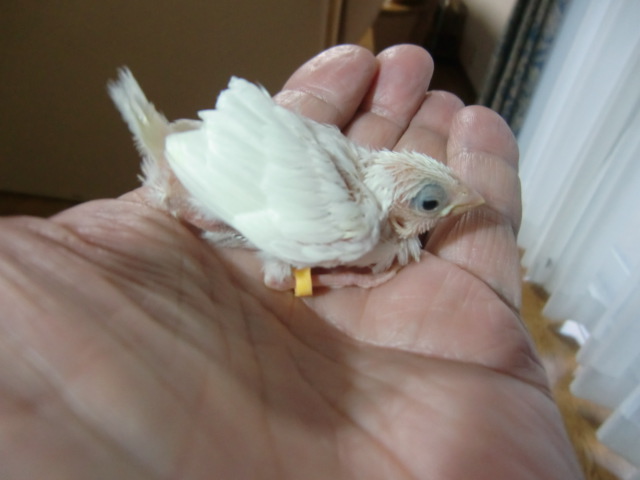 ���蔒�\�o�� 3