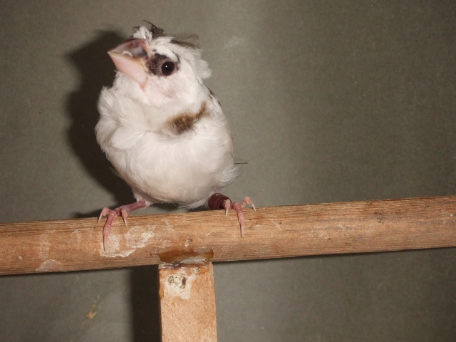 �V���@�|���@�W���E�V�}�c�@���X