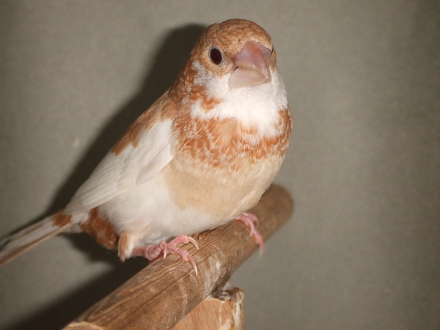 �����@�\�o���@���X�@�Y���琗�o������