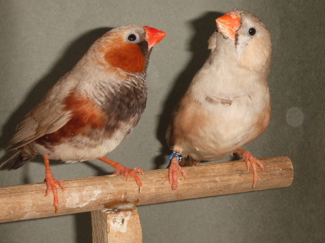 ���񂩂��傤�@�y�A�\