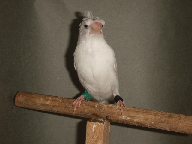 ���@�������V�\�o���@�I�X�@�ɐB���g�p