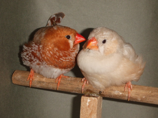 �I�����W�n���񂩂��傤�y�A�\�@�Y���琗�o������