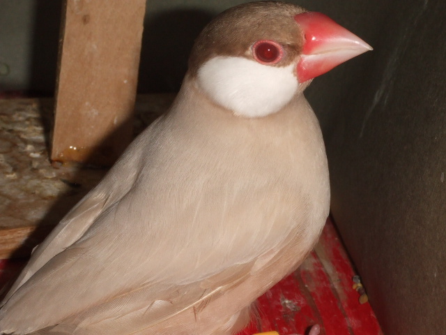 �̊i�̗ǂ��V�i�����Ԃ񂿂傤�@�I�X