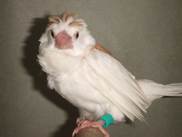 �V���@�������̗ǂ��@���c�W���E�V�}�c�@�I�X�@�ɐB���g�p