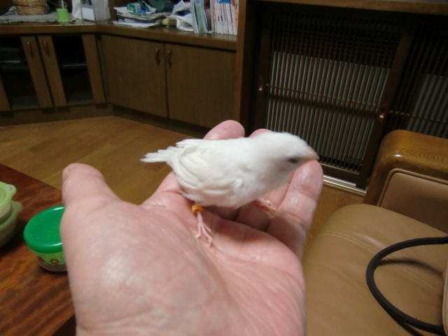 ���蔒�\�o���@�P