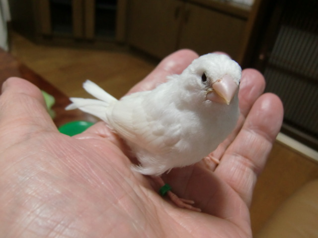 ���蔒�\�o���@2