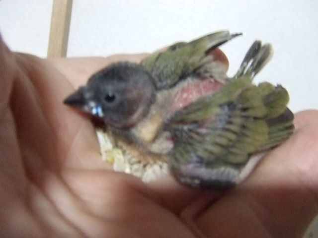 �������@����R�L���`���E�@�Ђȁ@�y��n������z