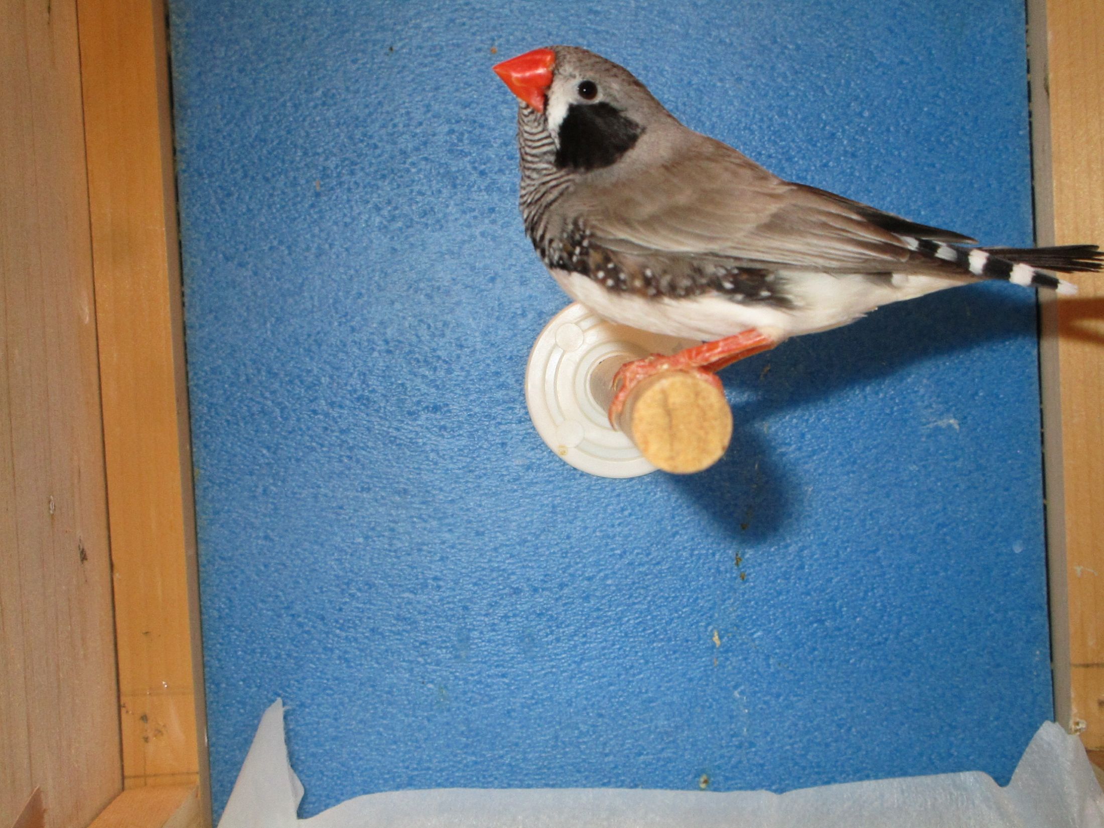 �L���J�`���E�u���b�N�`�[�N��