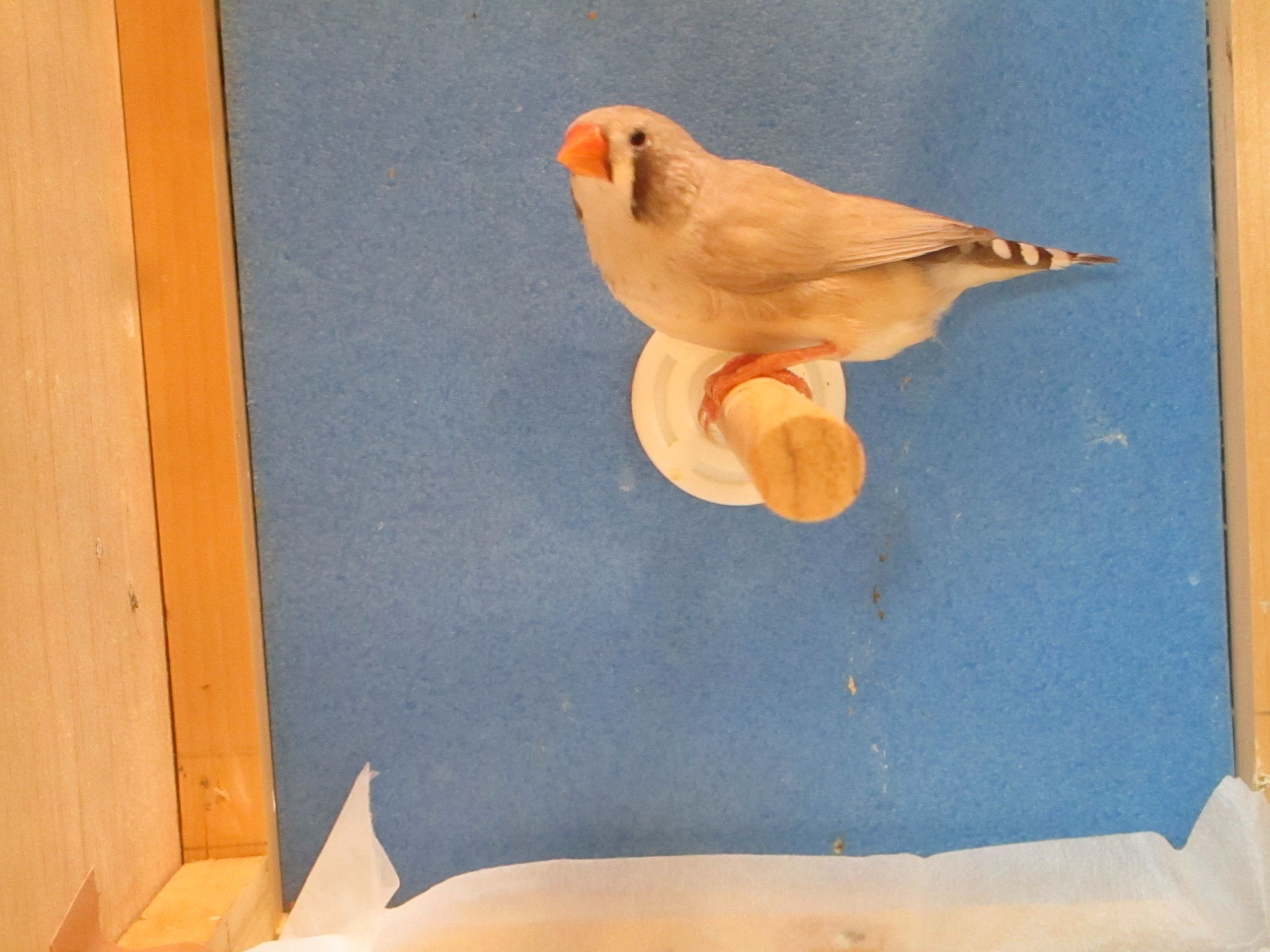 �L���J�`���E�u���b�N�`�[�N�t�H�[����