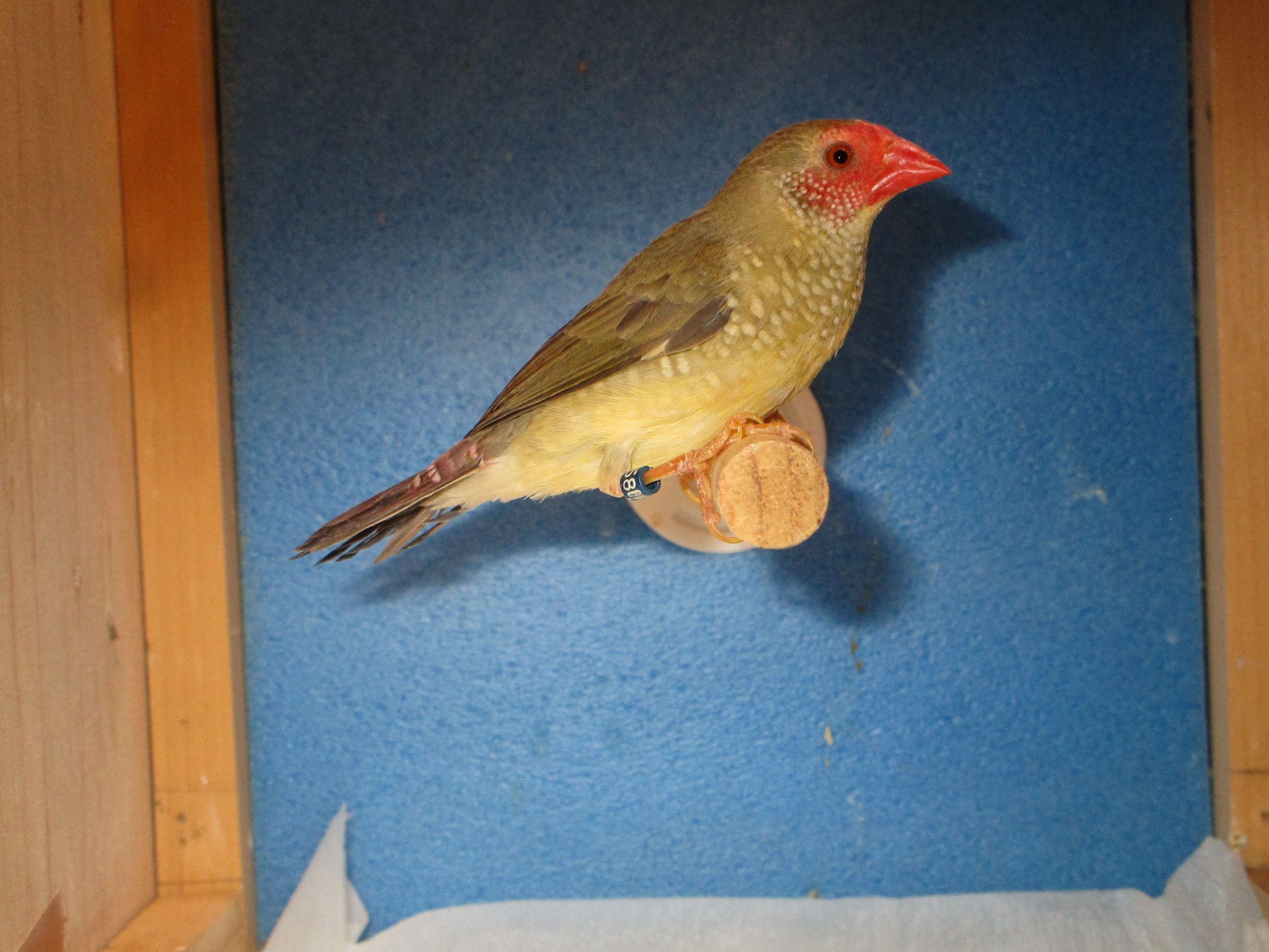 �R�����`���E��