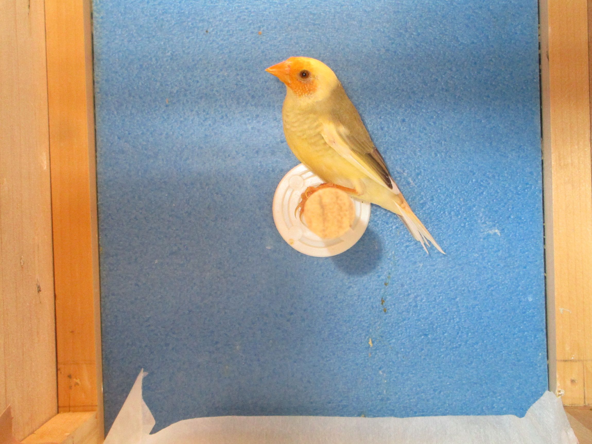 �R�����`���E�C�G���[�t�F�C�X�p�C�h���A