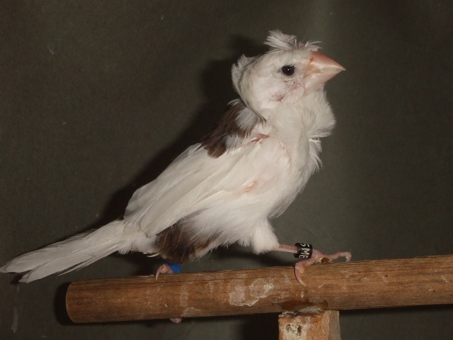 �|���́@�\�o����[���@�I�X