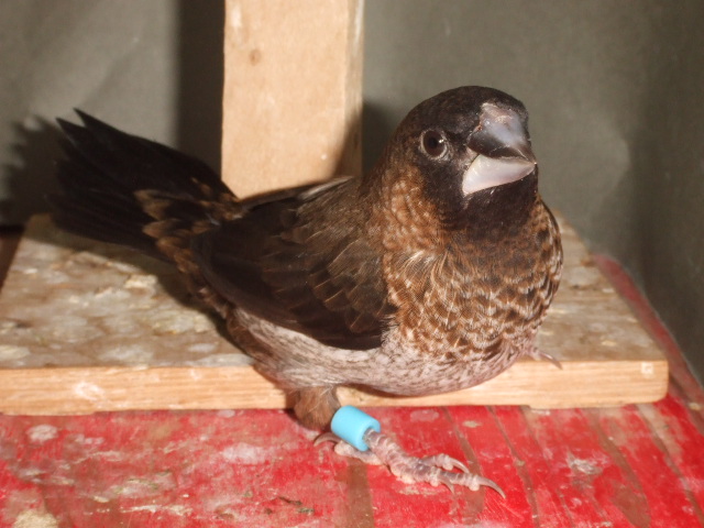 ���[���b�p�W���E�V�}�c�@�`�F�X�i�b�c�@�I�X