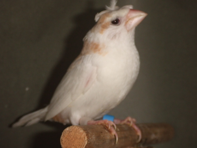 �V���@�������@���V���Ԃ��\�o���@�I�X